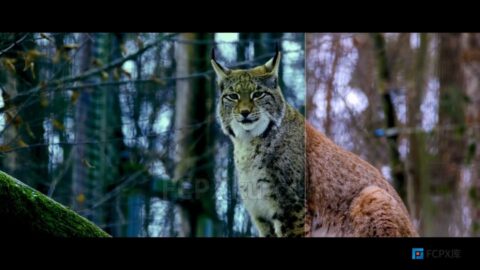 12种野生动物拍摄视频调色LUTs预设